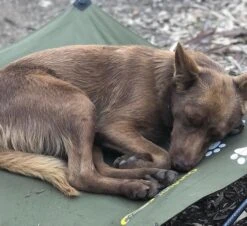 Outdoor Connection Dog Beds -CAMPING PLUS Shop 66328846 2411905585699776 329058829188726784 o large